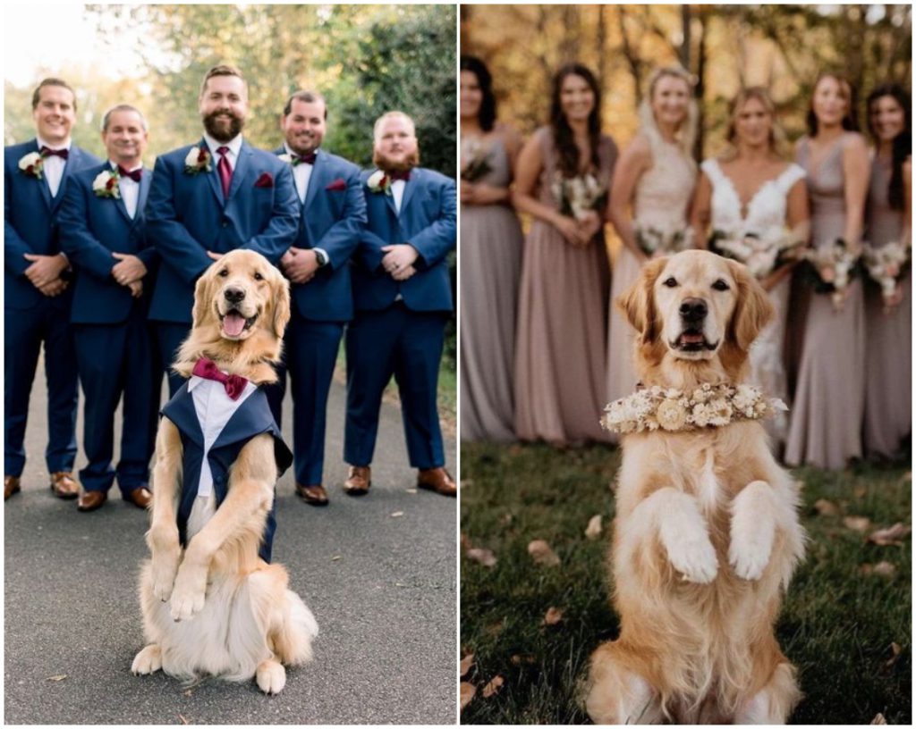 Svatební fotky se psem