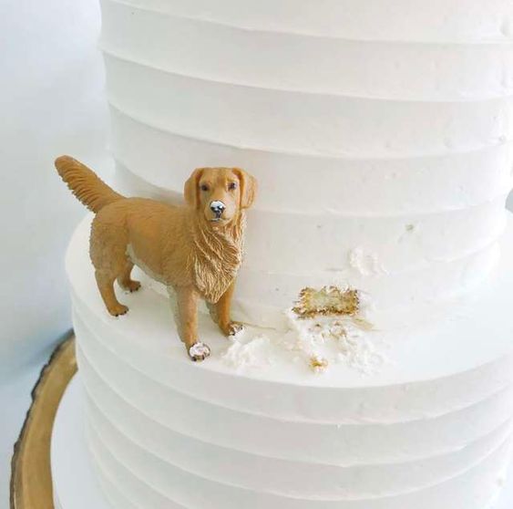 Pes a svatební dort