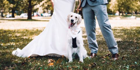 Pes na svatbě. Jak to udělat, aby si také váš čtyřnohý přítel vaši veselku užil