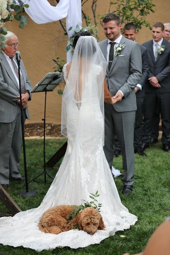 Pes na svatbě