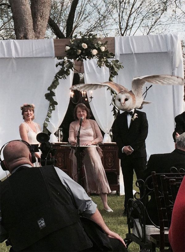 Vtipné okamžiky se zvířaty na svatbě