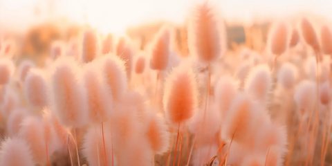 Peach Fuzz je Pantone barva roku 2024. Jemná, hebká, romantická – pro svatby přesně namíchaná